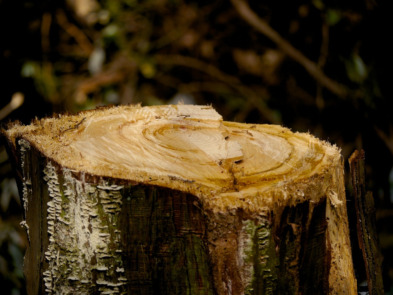 stump wood natural free photo