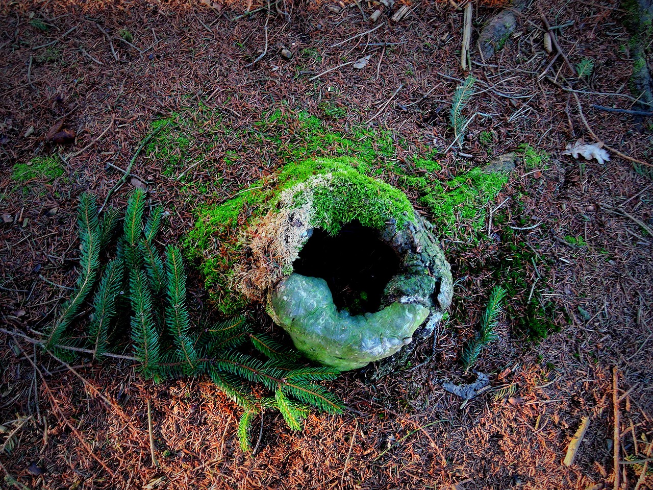 stump forest wood free photo