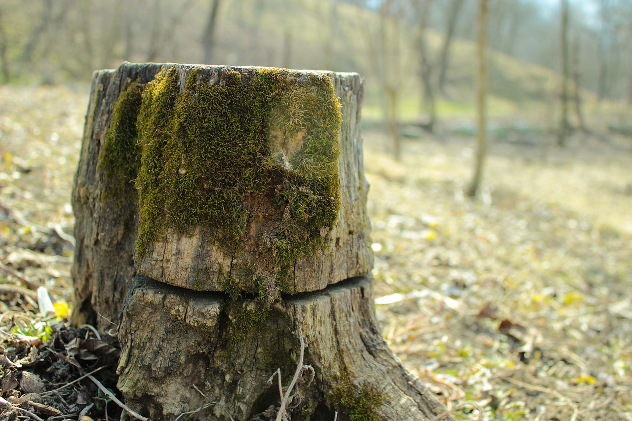 stump wood tree free photo