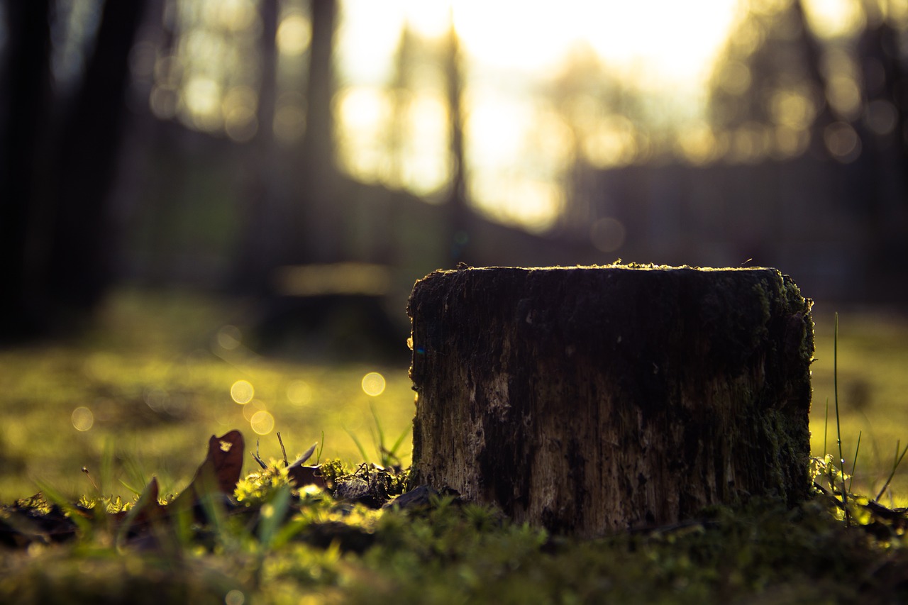 stump wood tree free photo