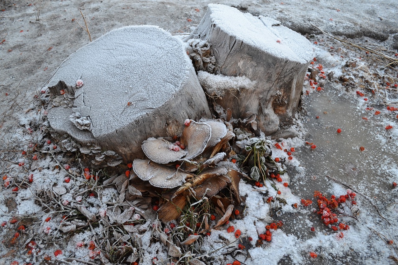 stump old stump frost free photo