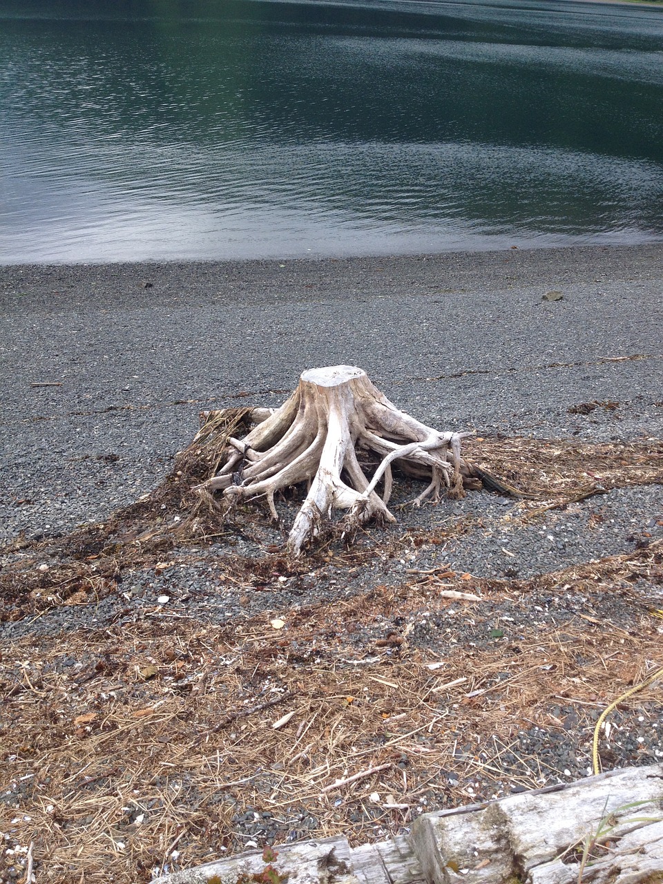 stump water alaska free photo