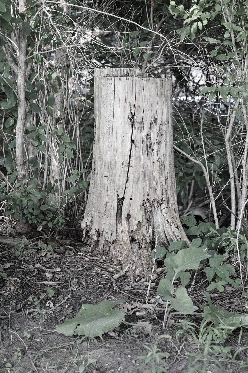 stump tree stump nature free photo