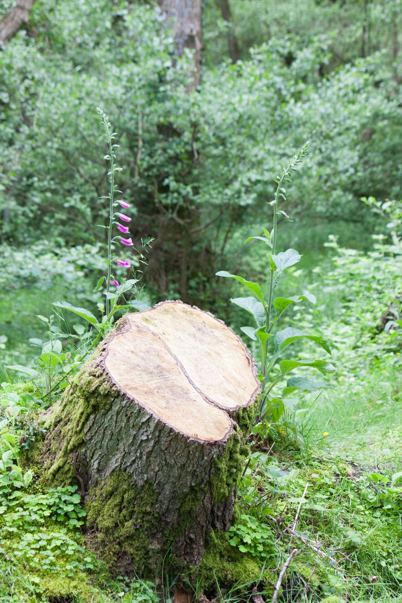tree stump trunk free photo