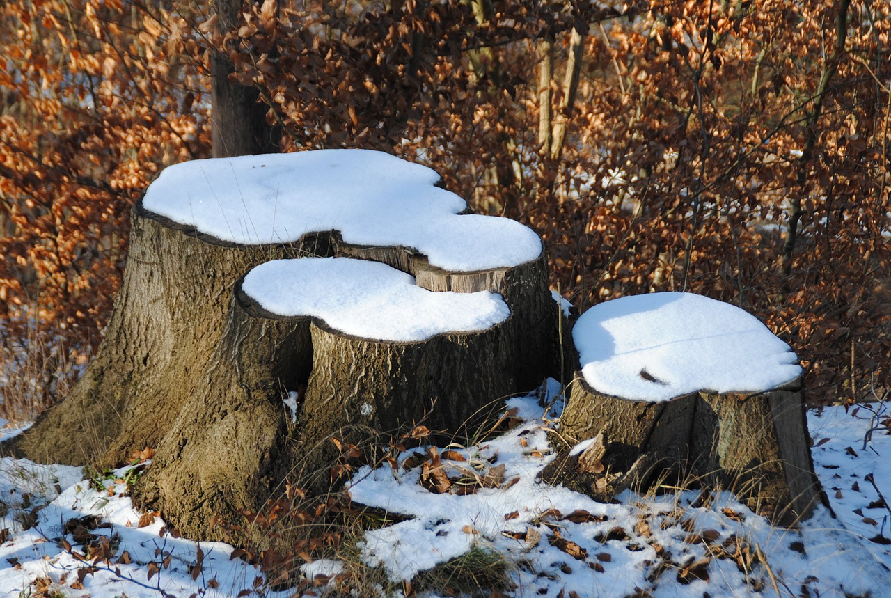 stumps snow winter free photo