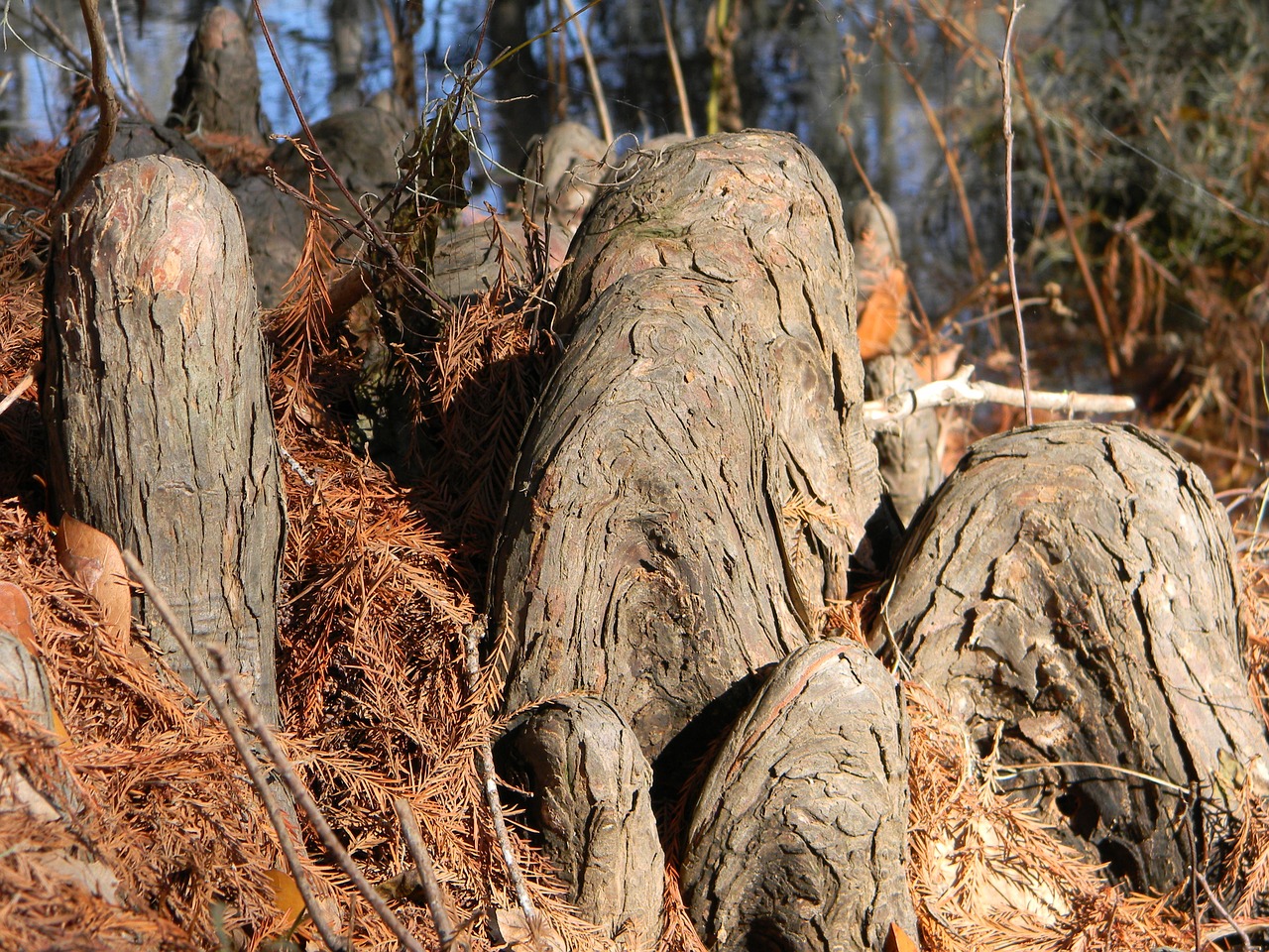 stumps roots cypress knees free photo