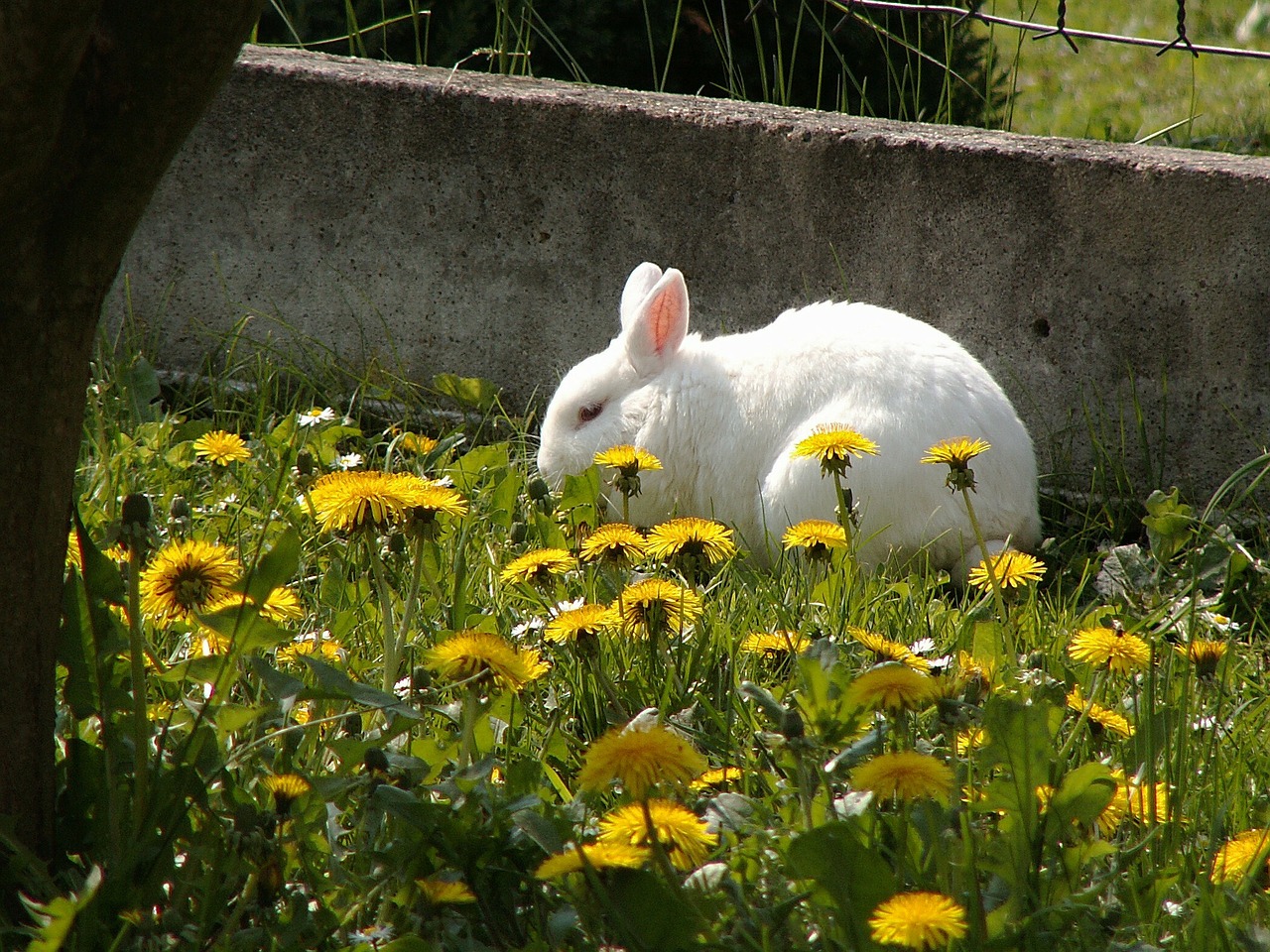 stunted rabbit on the fence free photo