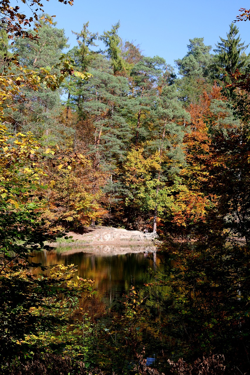 stuttgart pfaffenteich lake bear lake free photo