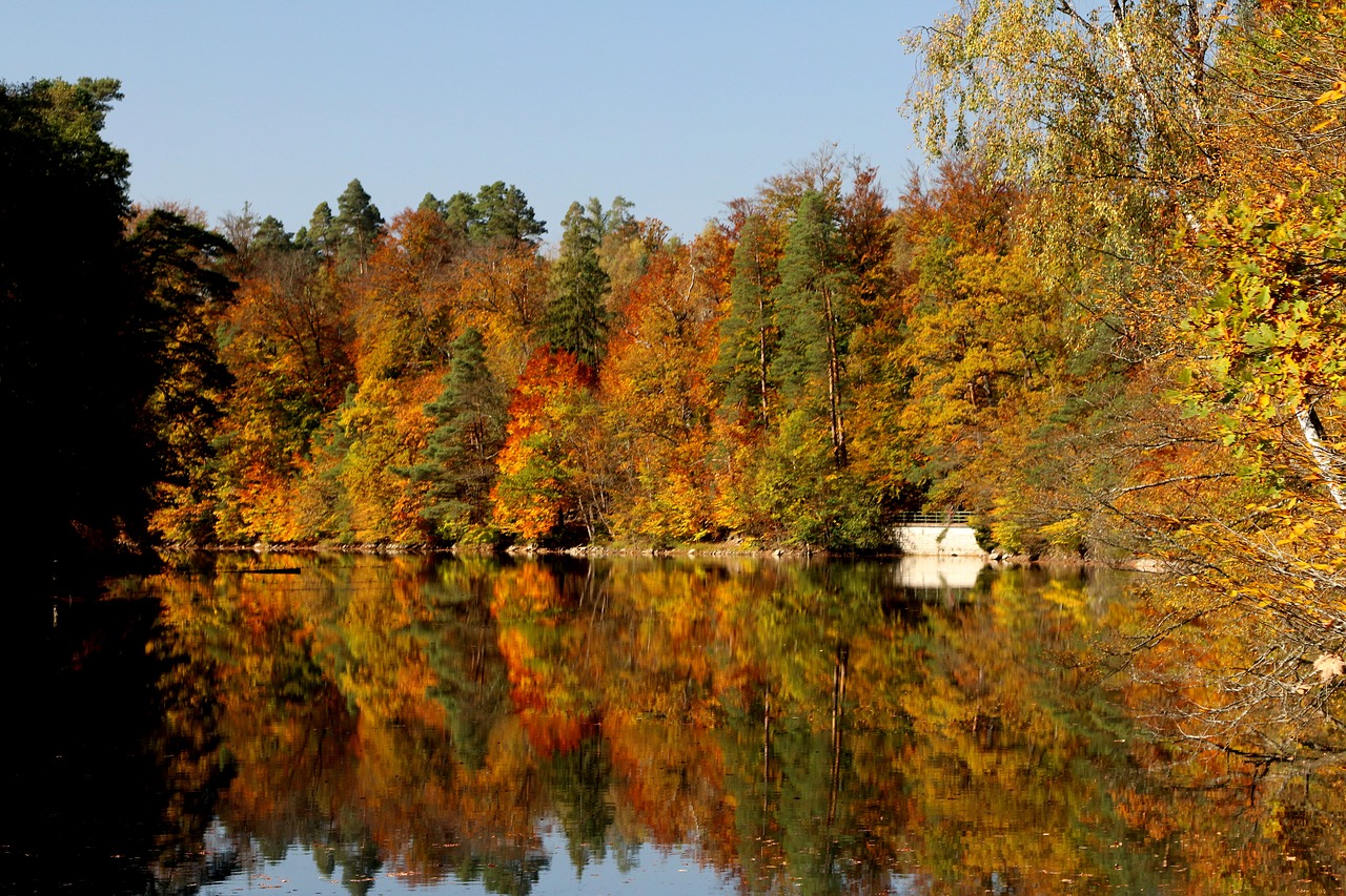 stuttgart pfaffenteich lake bear lake free photo