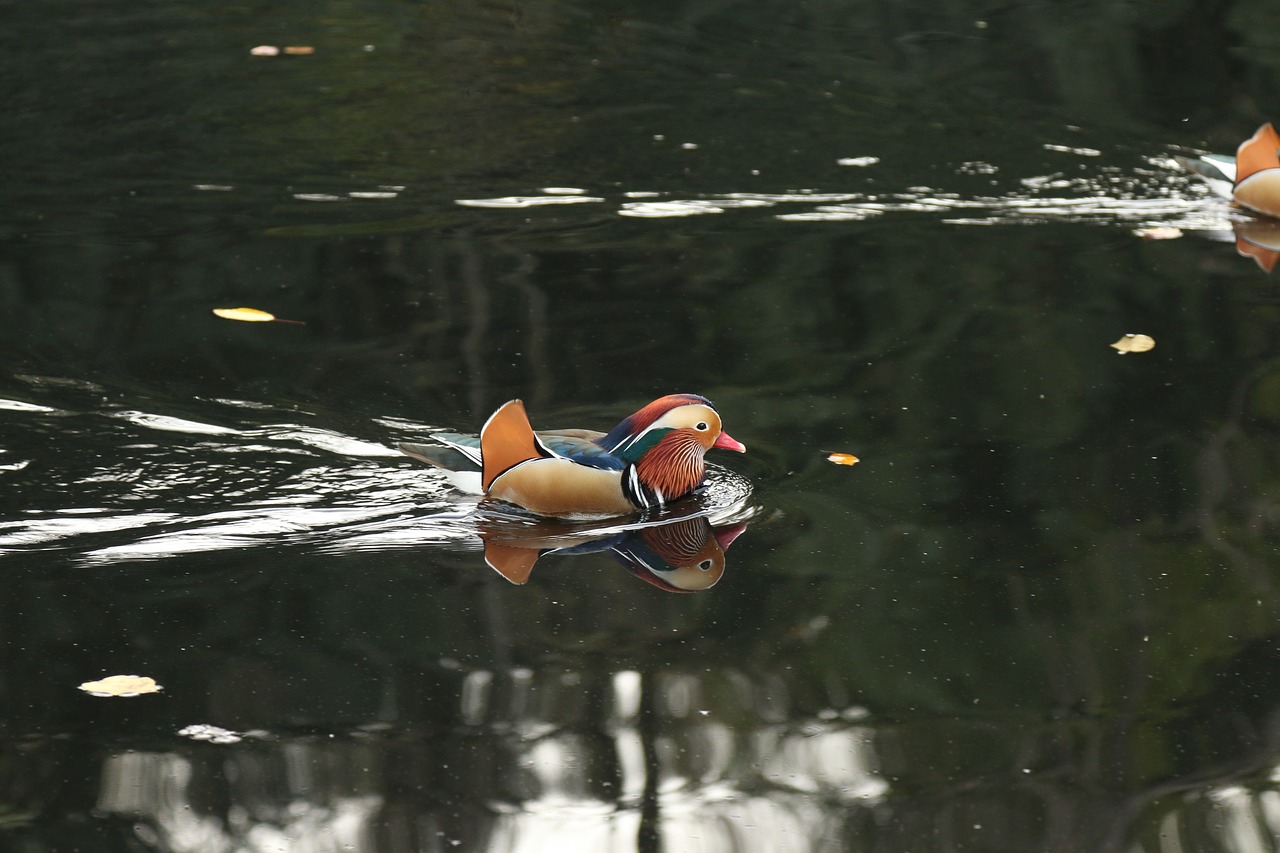 stuttgart killesberg duck free photo
