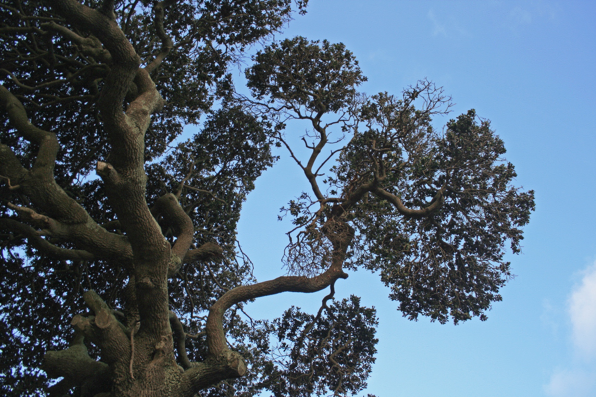 tree arty branches free photo