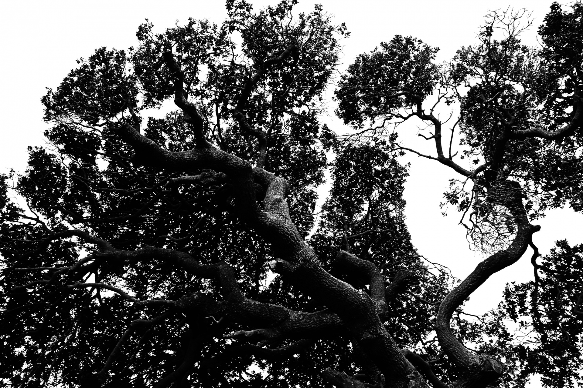 tree arty branches free photo