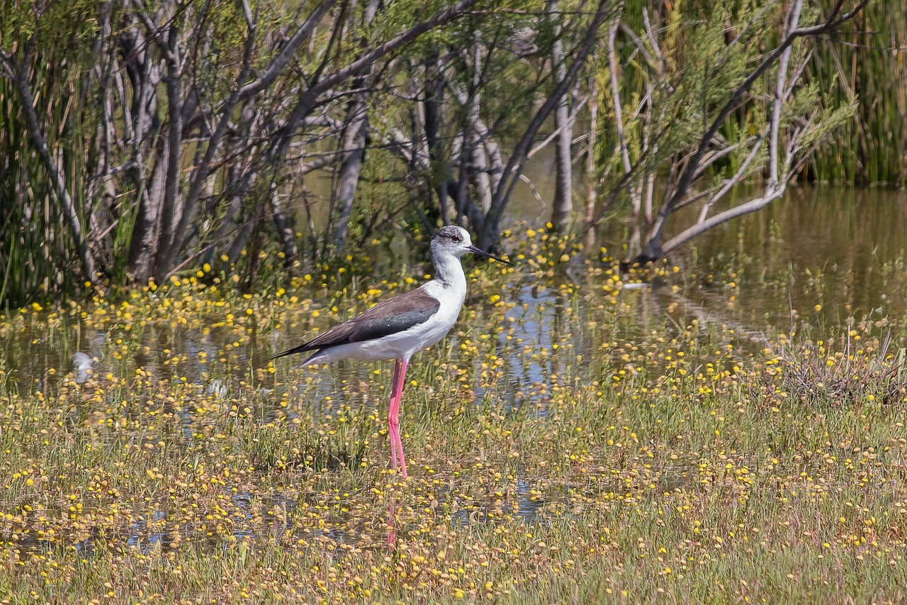 stylteløber  bird  wader free photo