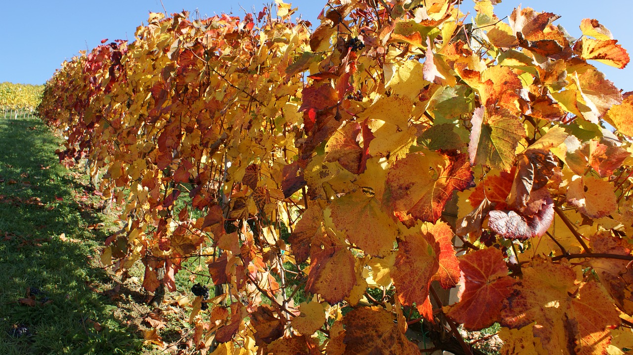 styria wine landscape free photo