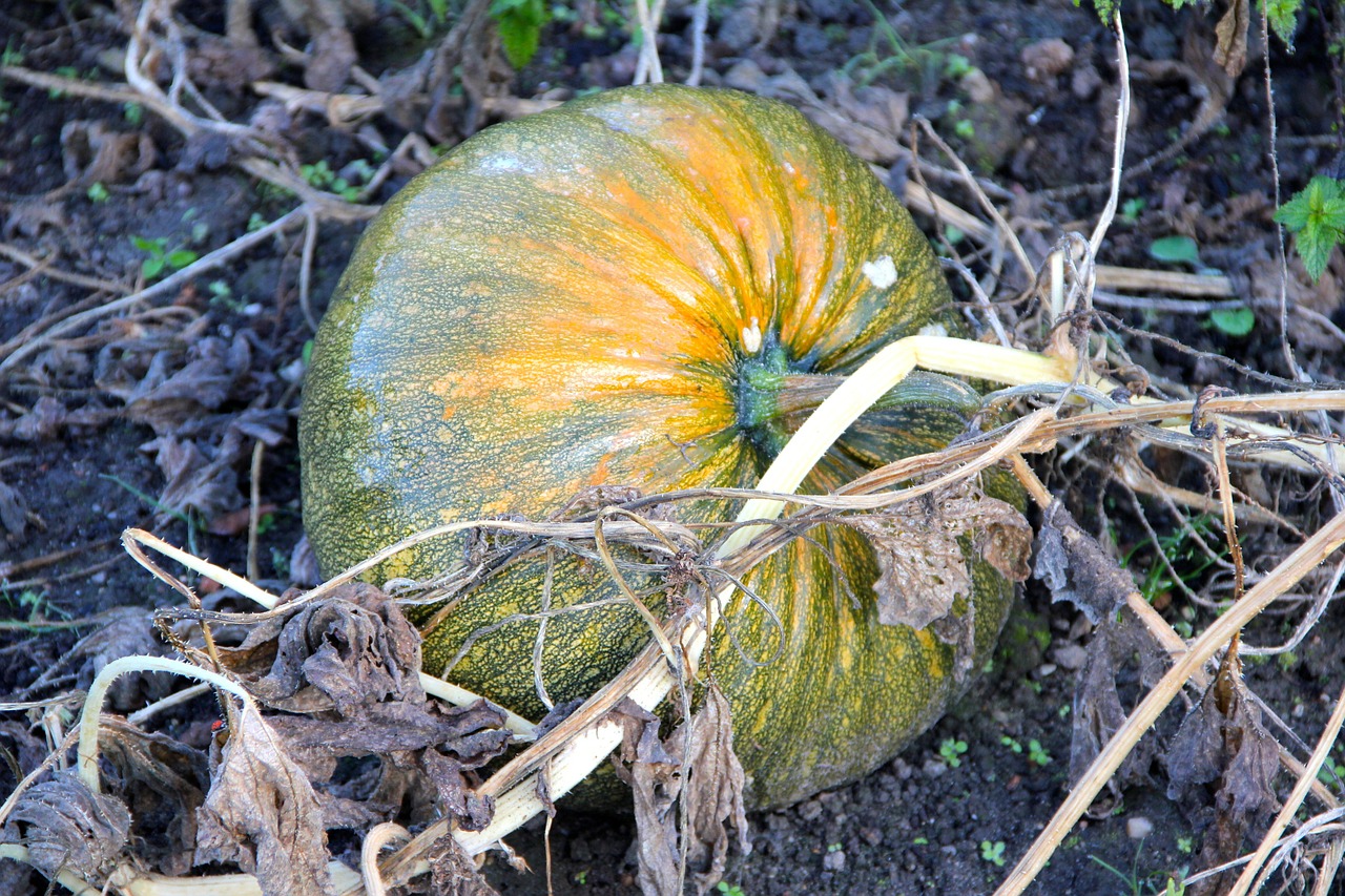 styrian oil pumpkin pumpkin plant free photo