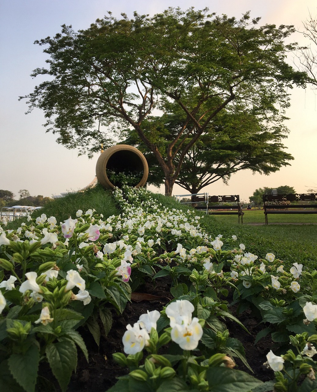 suan luang parks flowers free photo