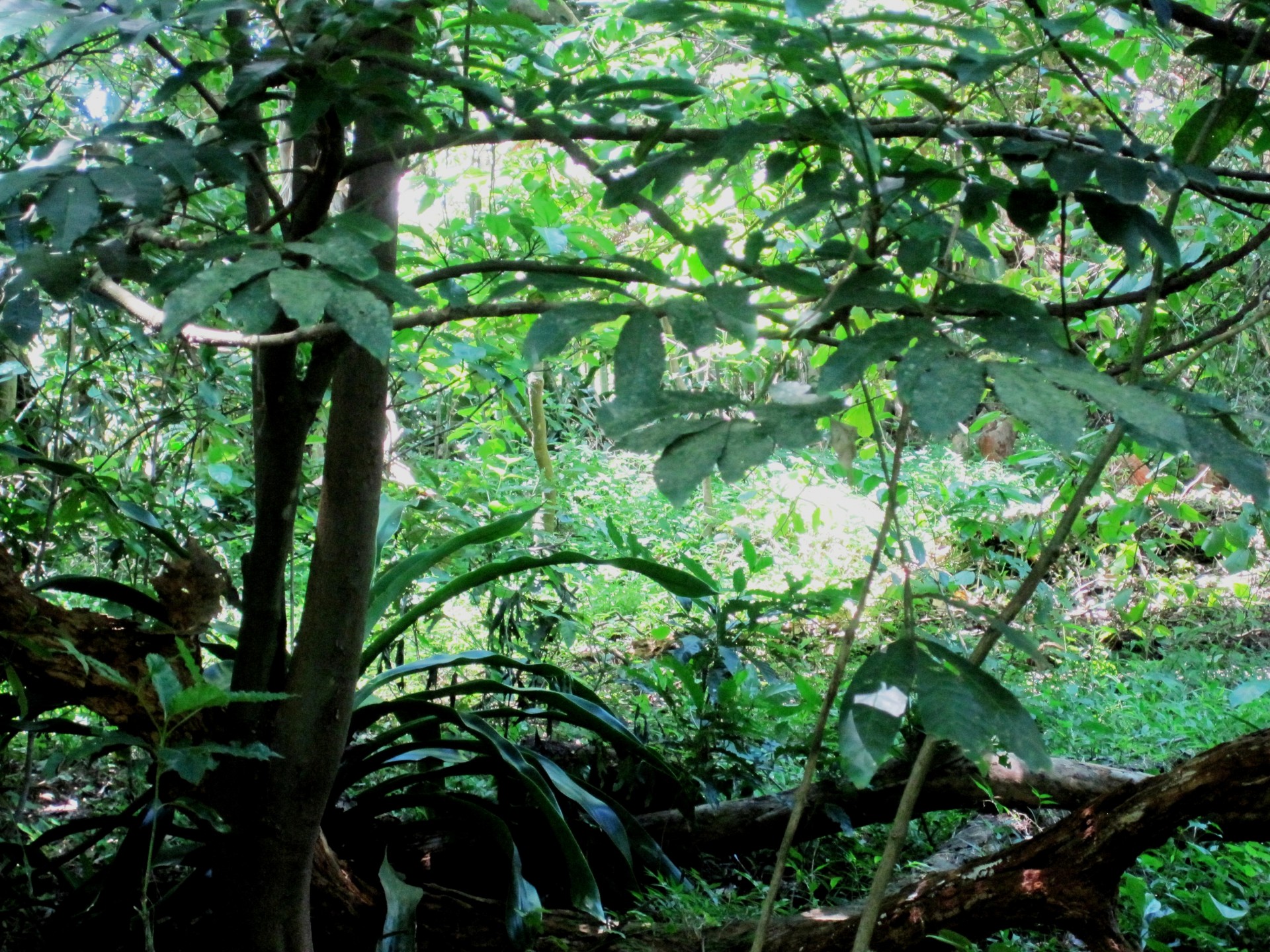 trees vines climbers free photo