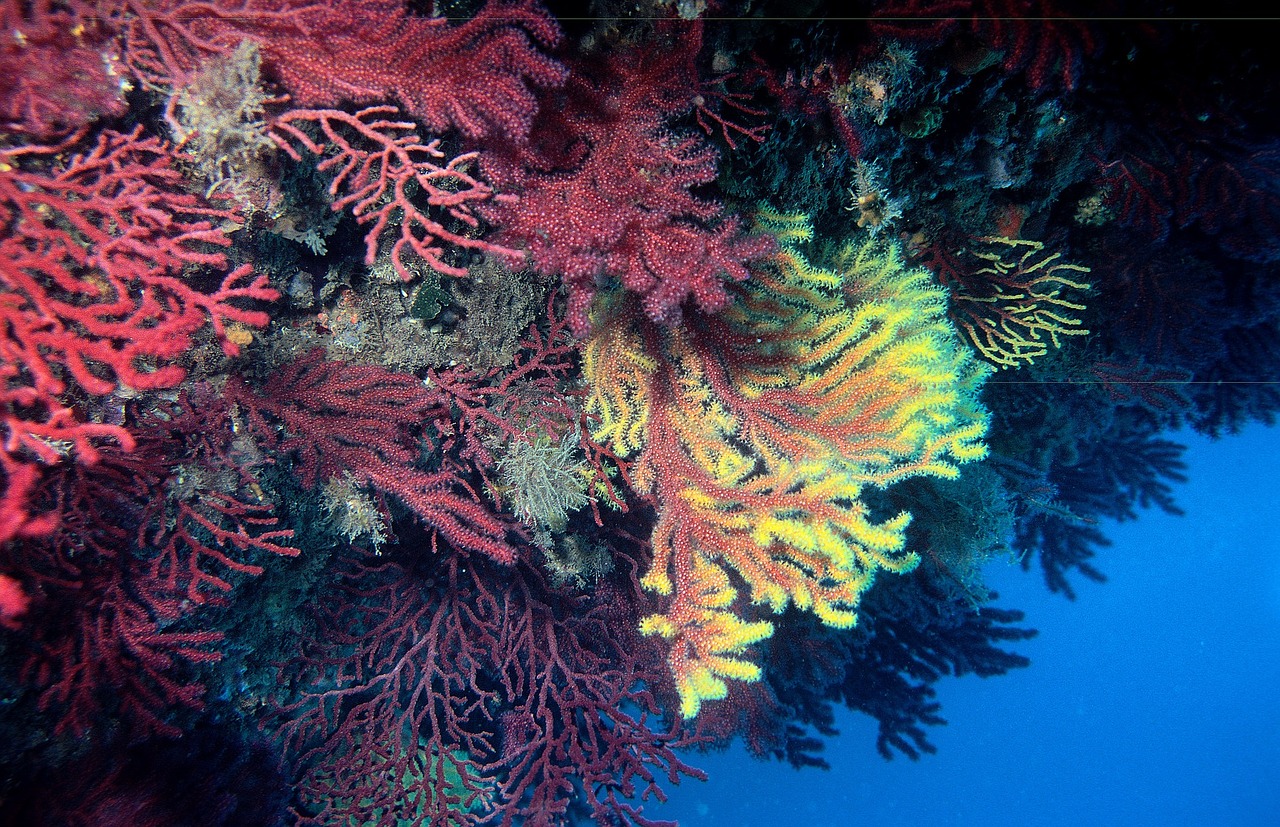 subarina gorgonian diving free photo