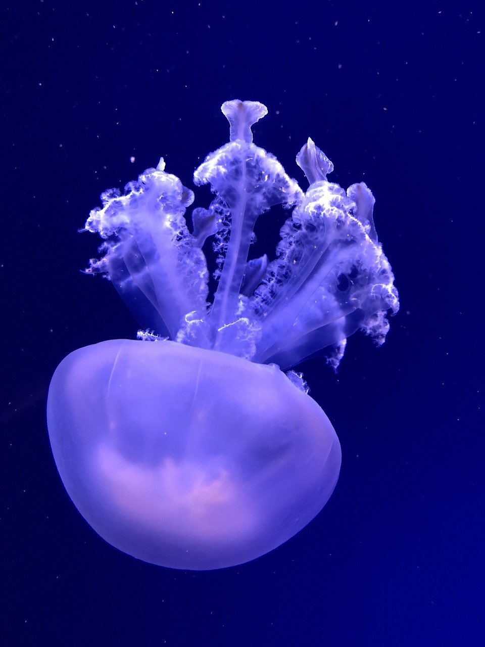 submerged medusa nature free photo