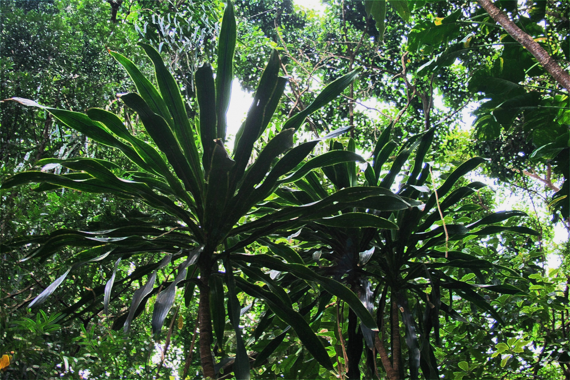 plants vegetation yuka free photo