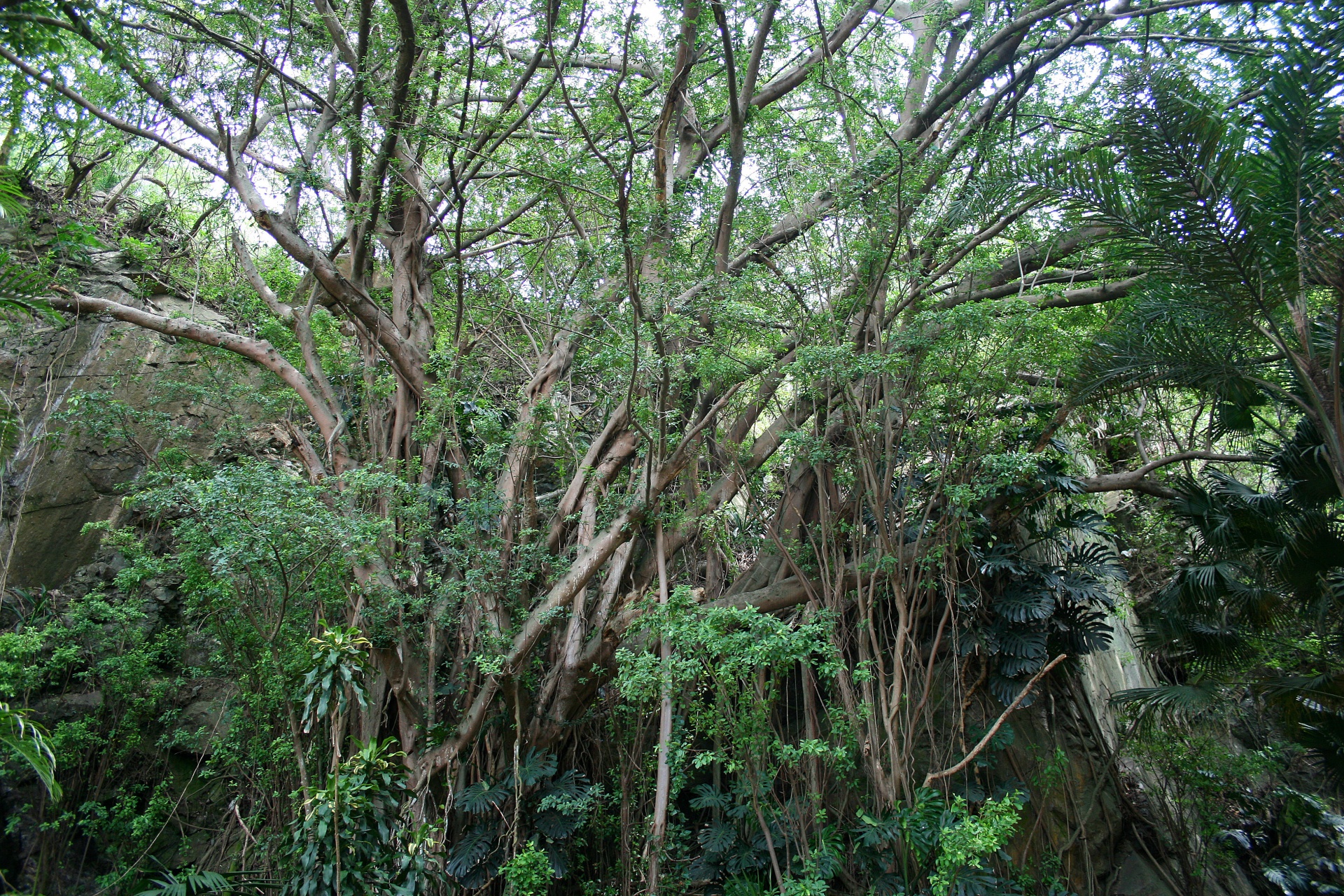 vegetation trees plants free photo