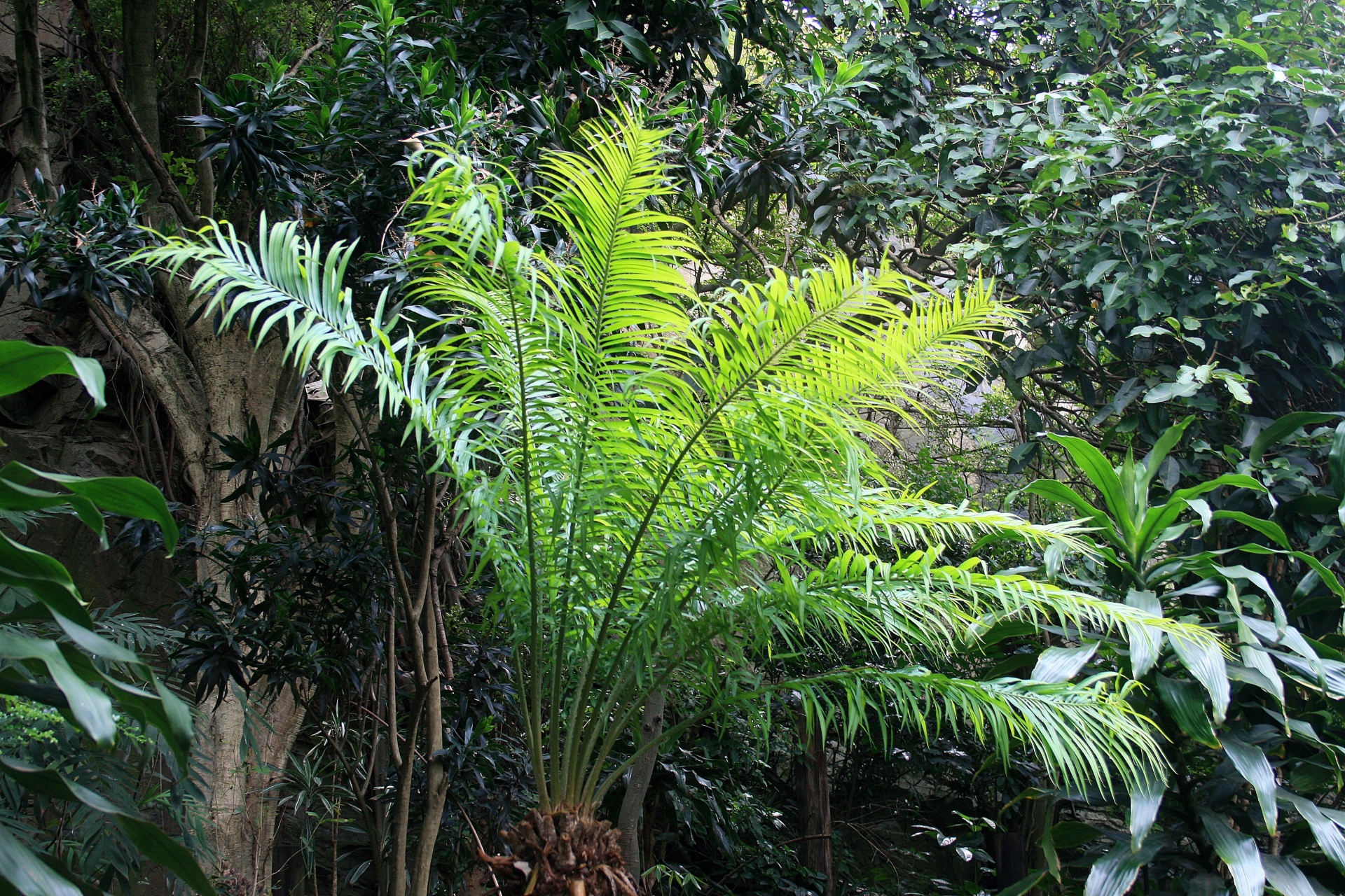 plants vegetation fernlike free photo