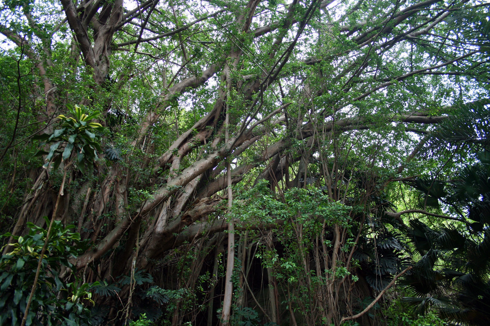 trees plants palms free photo