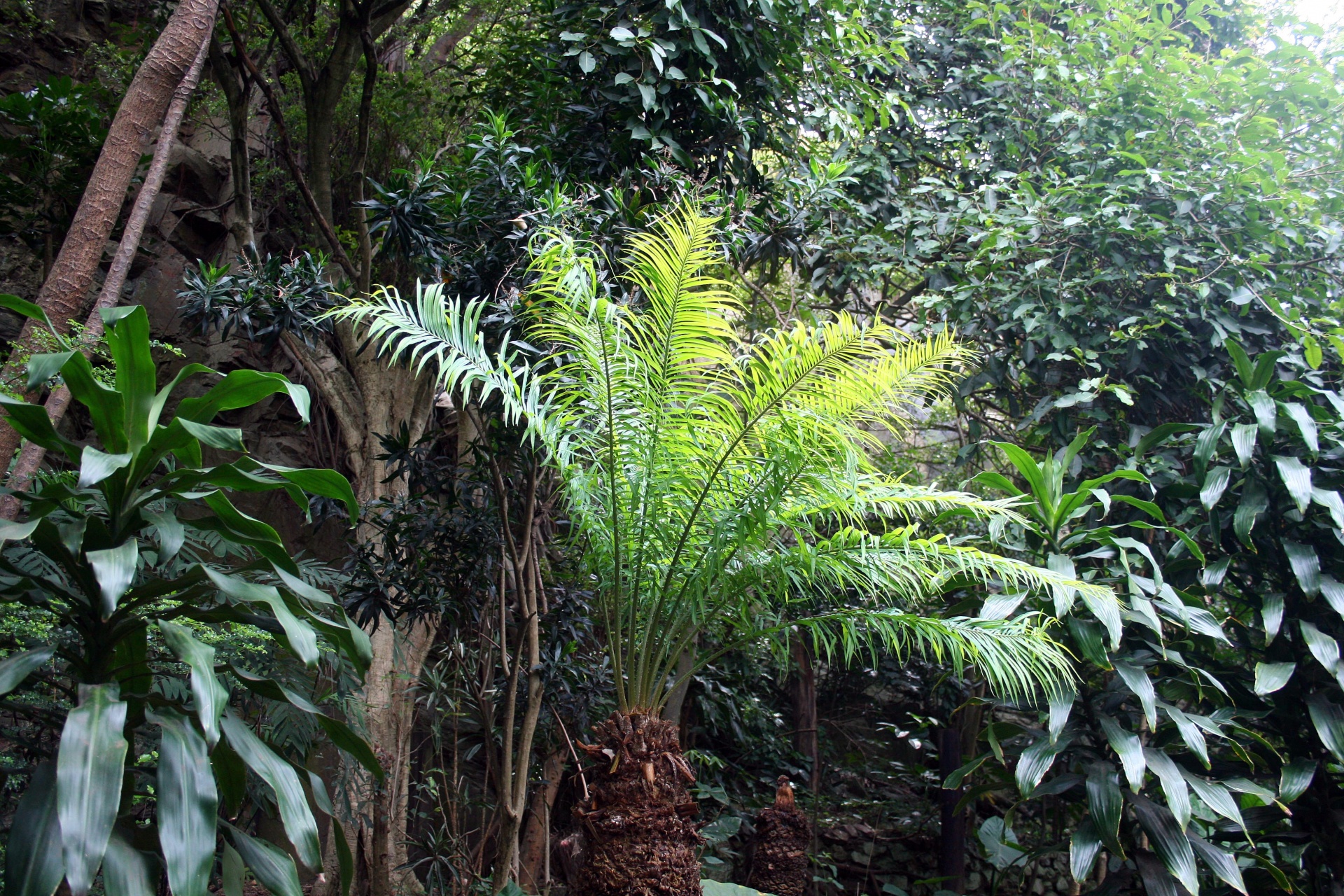 plants vegetation fernlike free photo