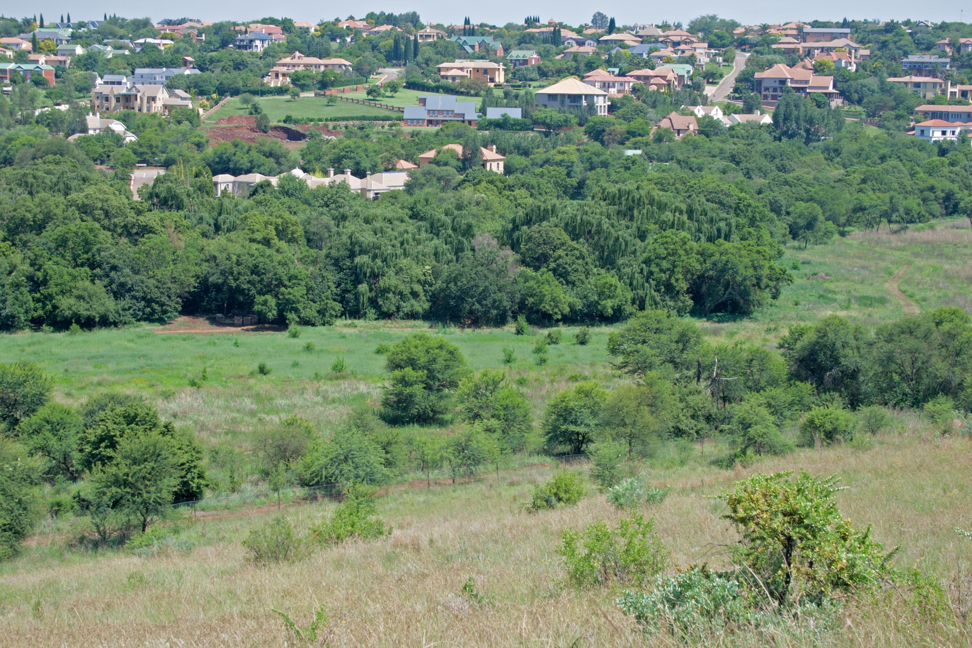 nature veld grass free photo