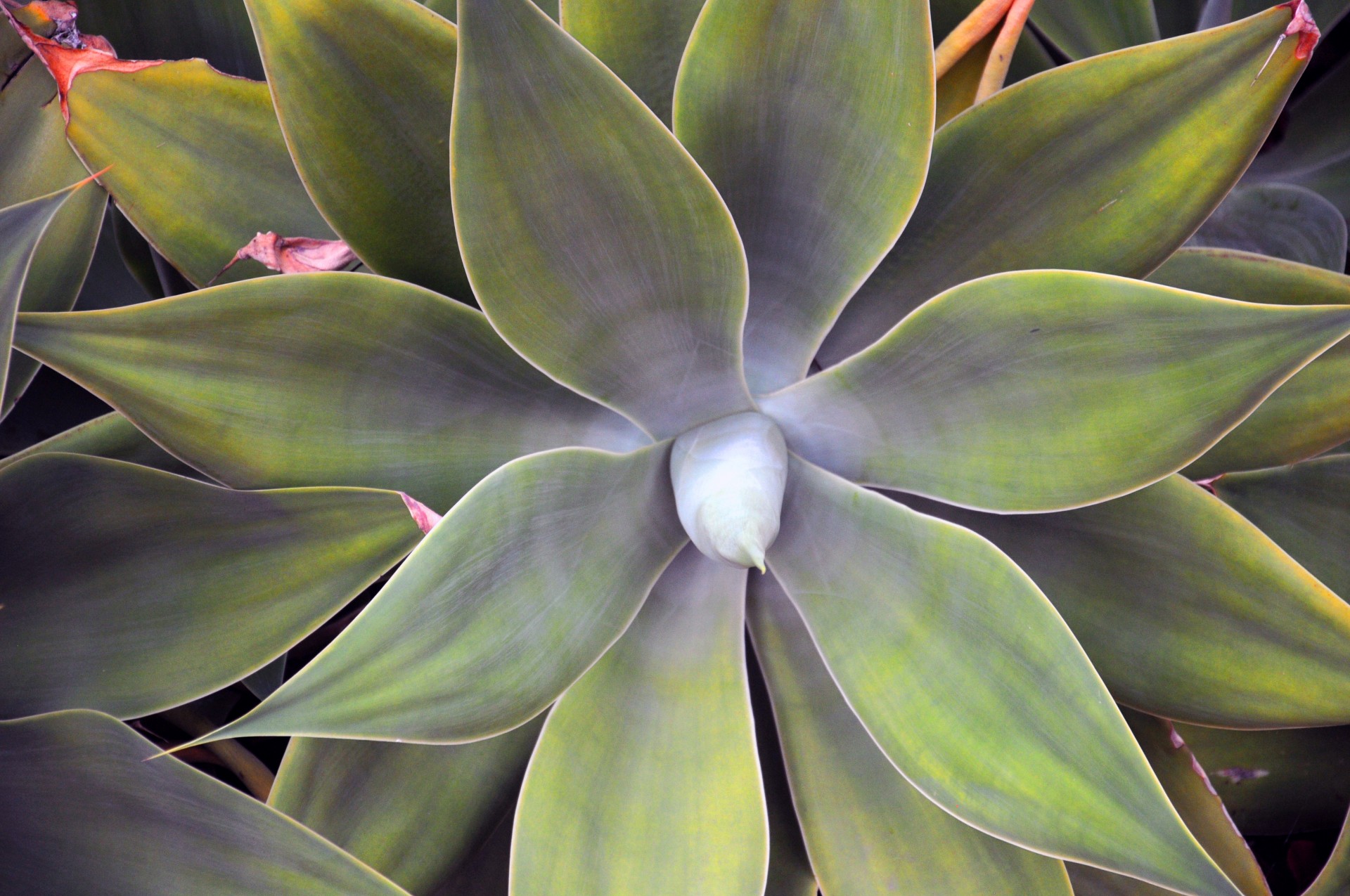 succulent background plant free photo