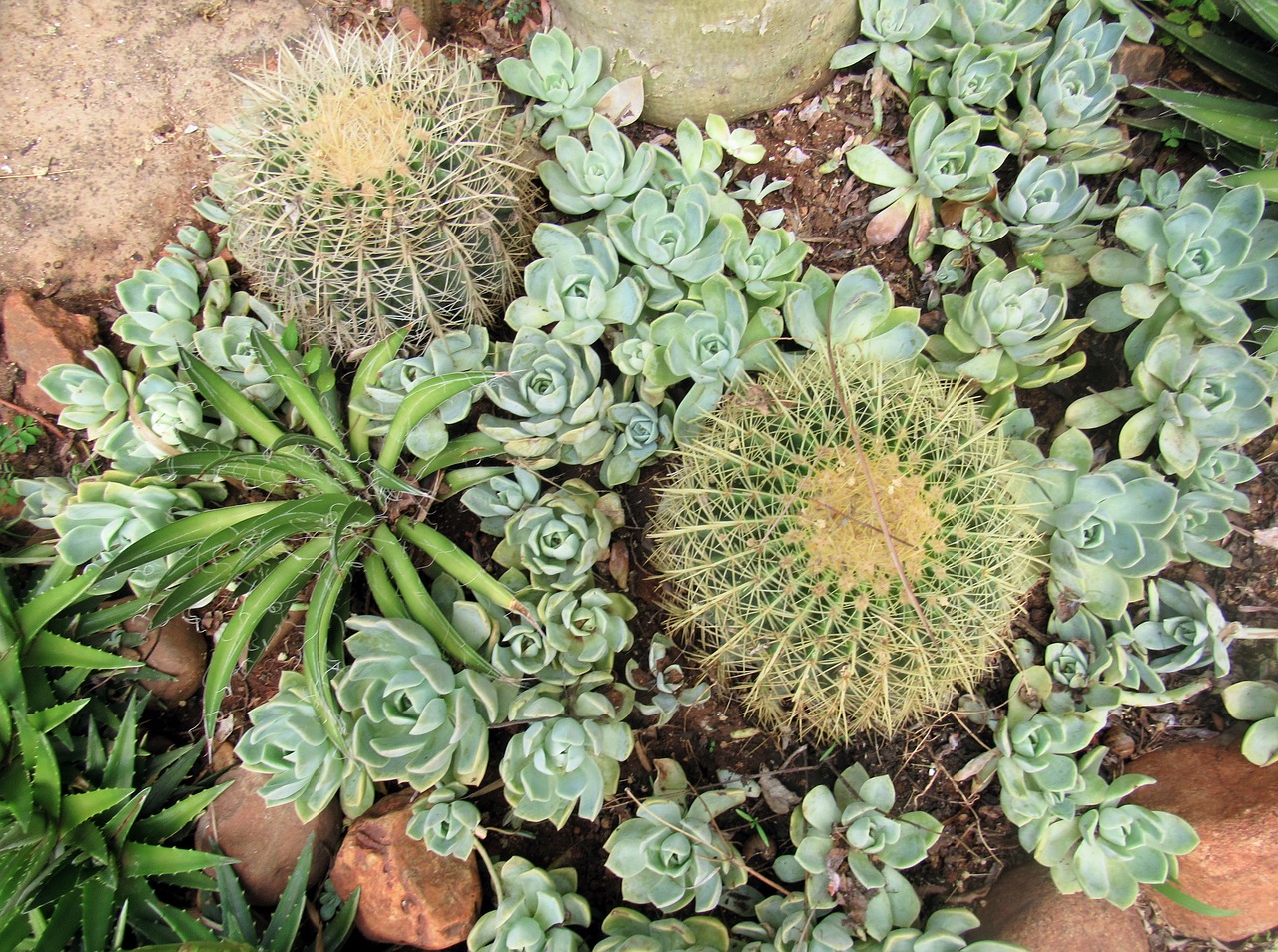 succulent plant cactus free photo