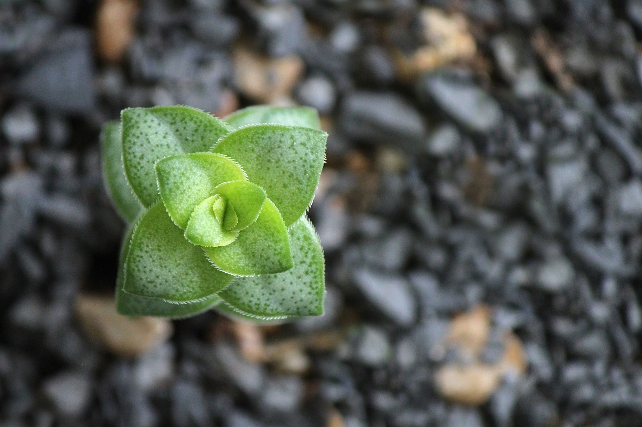 succulent plant green free photo