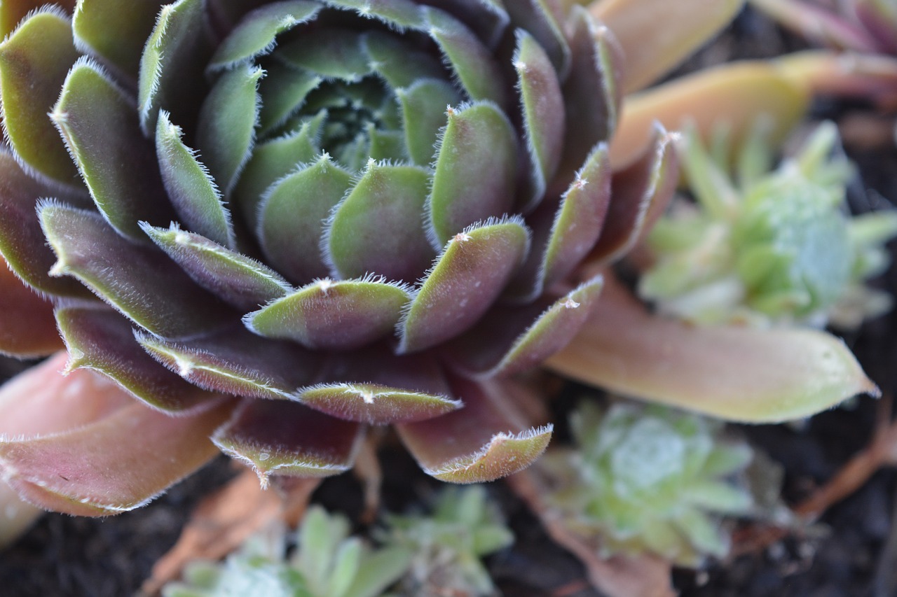 succulent plant gardening free photo