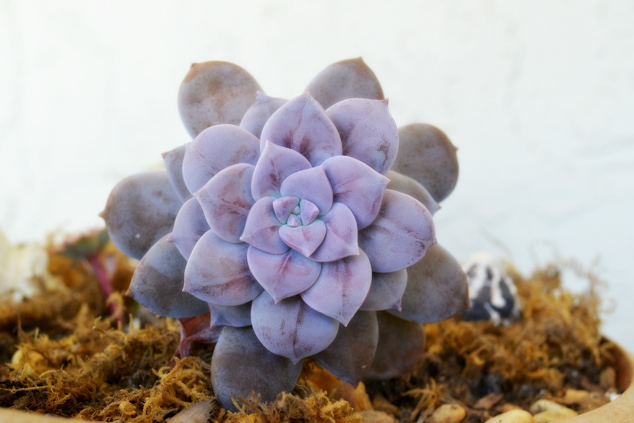 succulent plant purple free photo