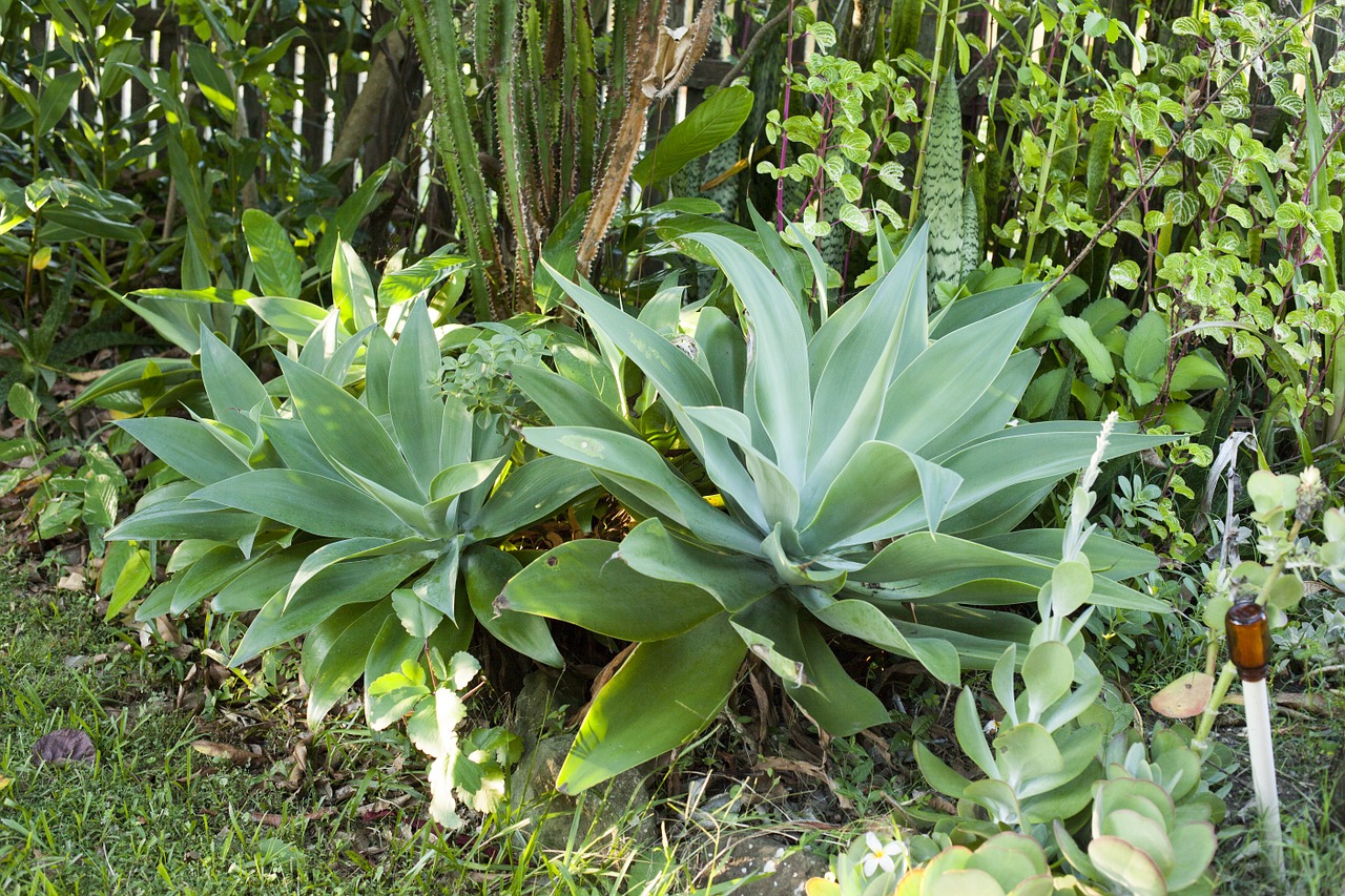 succulent plant tropical free photo