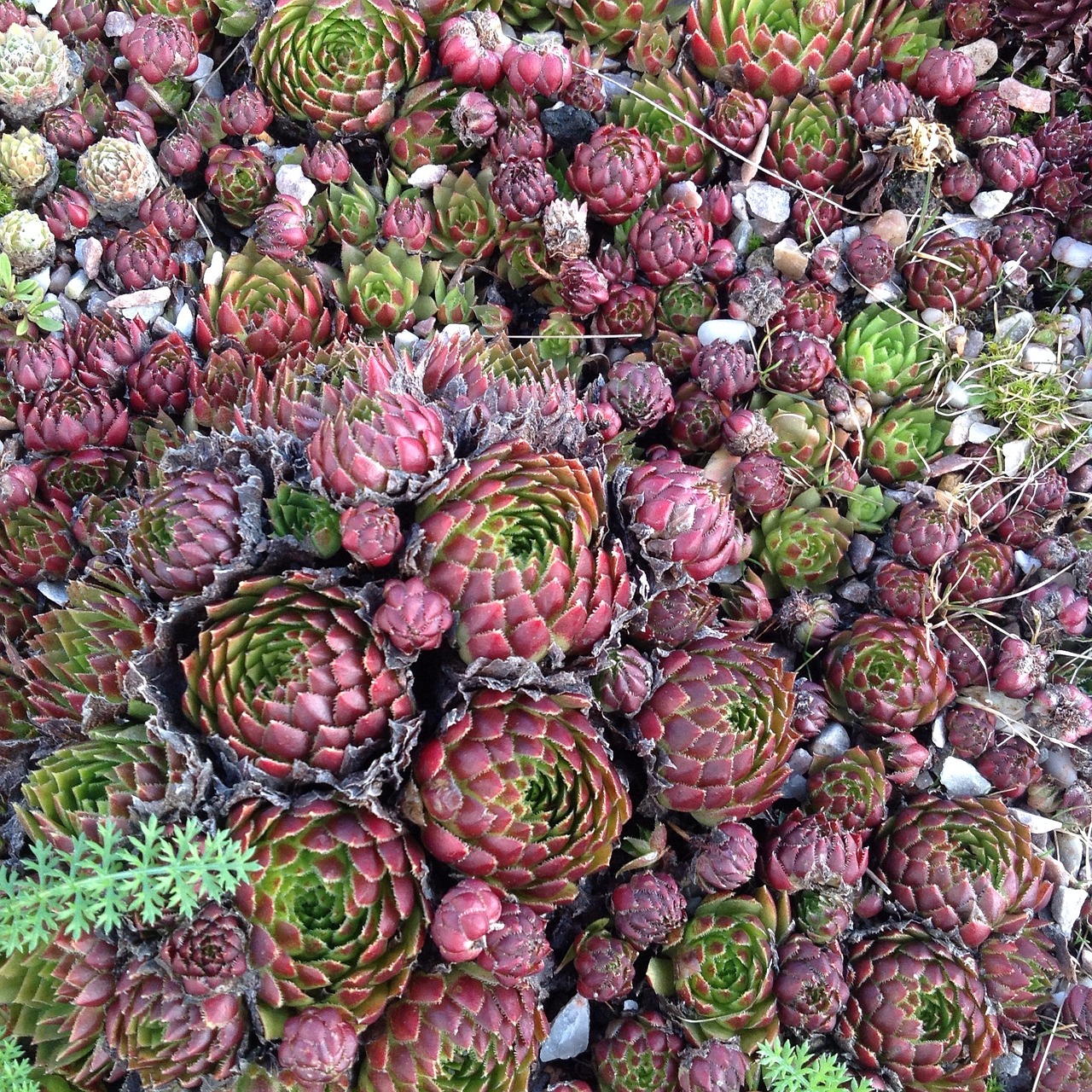 succulent plants garden free photo