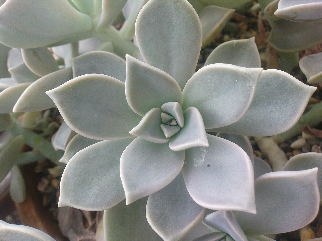 succulent plant garden free photo