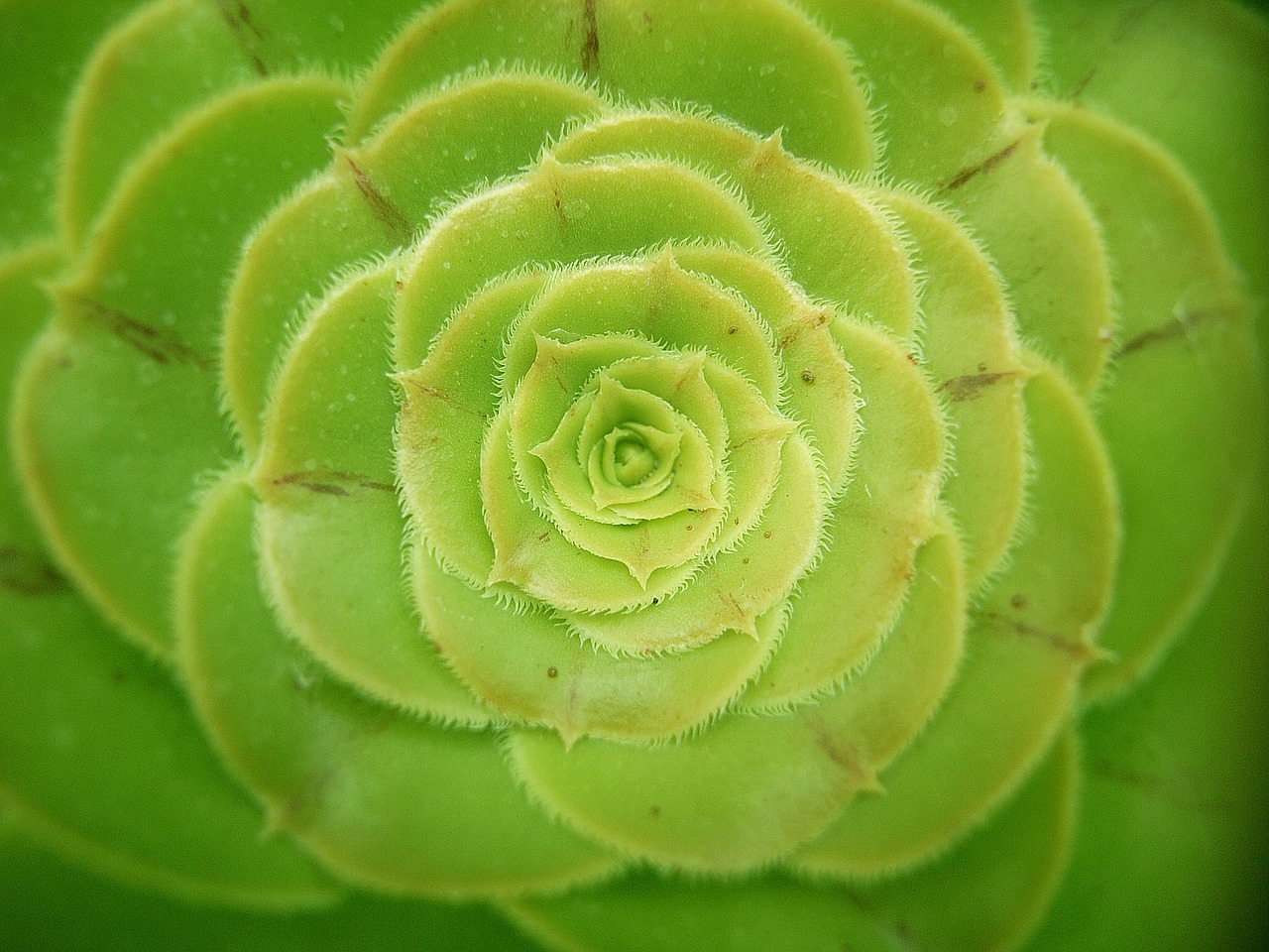 succulent green plant free photo