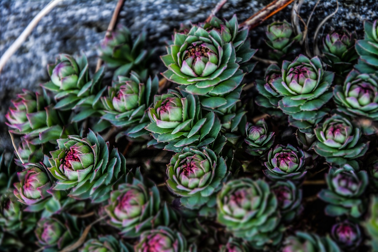 succulent plant garden free photo