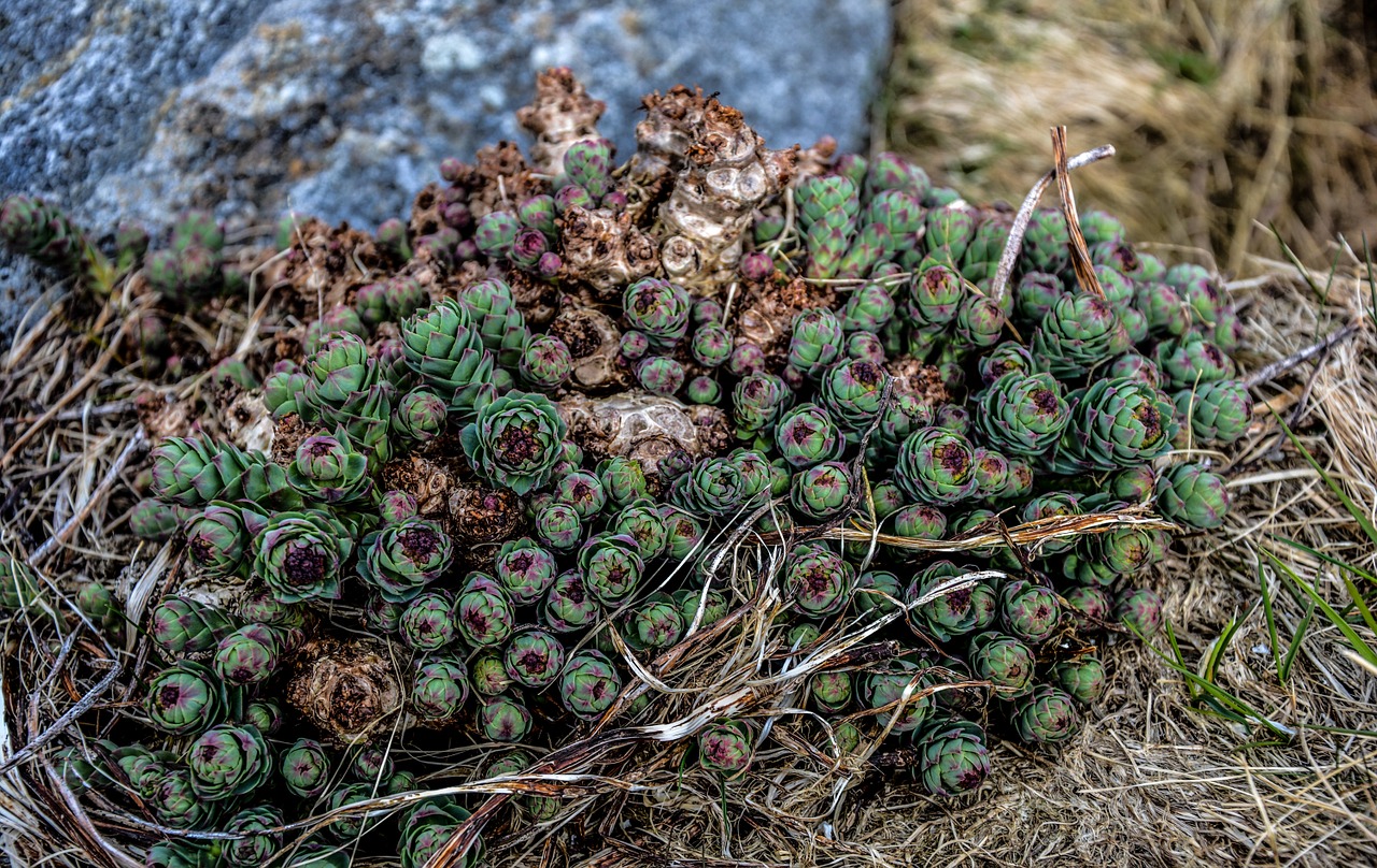 succulent plant garden free photo