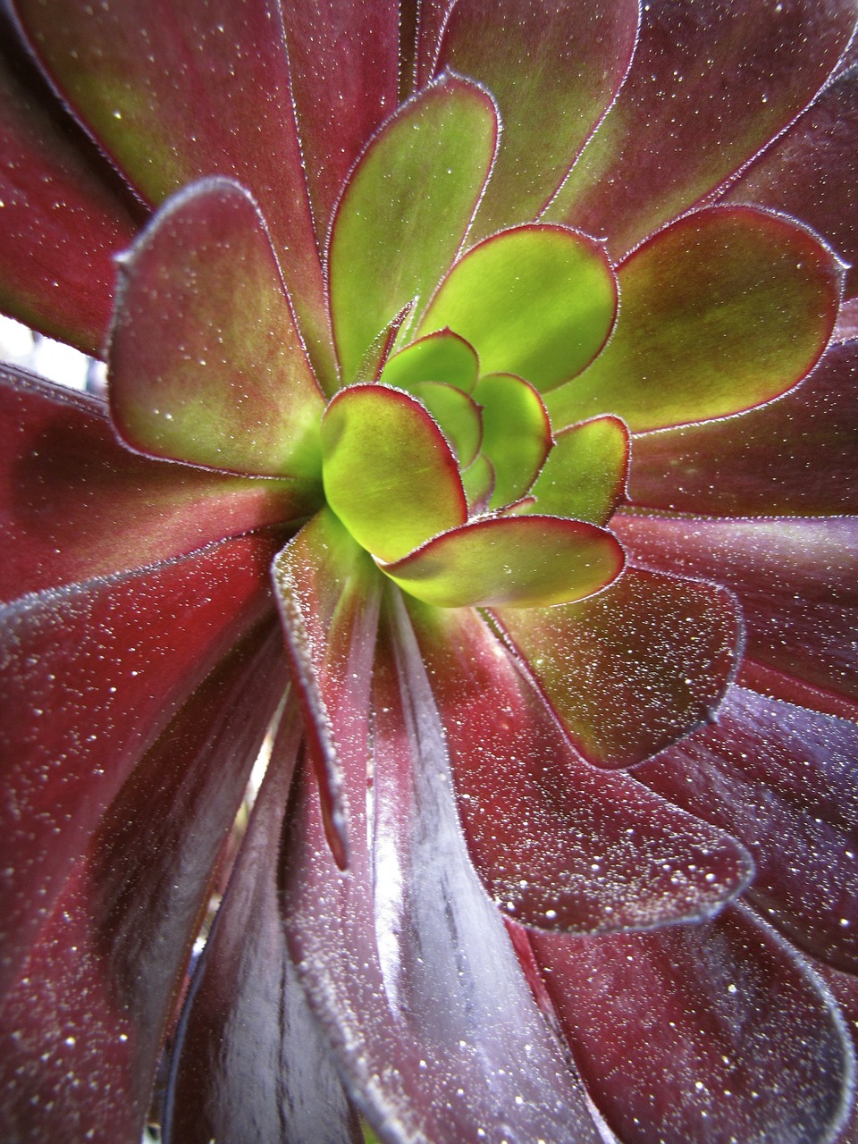 succulent plant leaves free photo