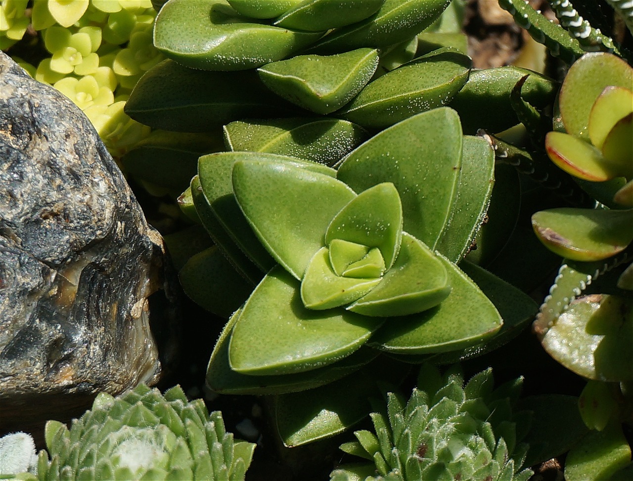 succulent plant rock free photo