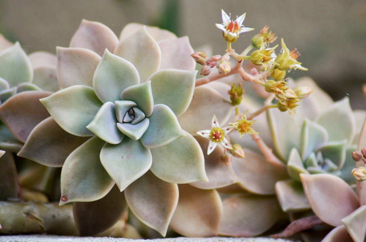 succulent plant nature free photo