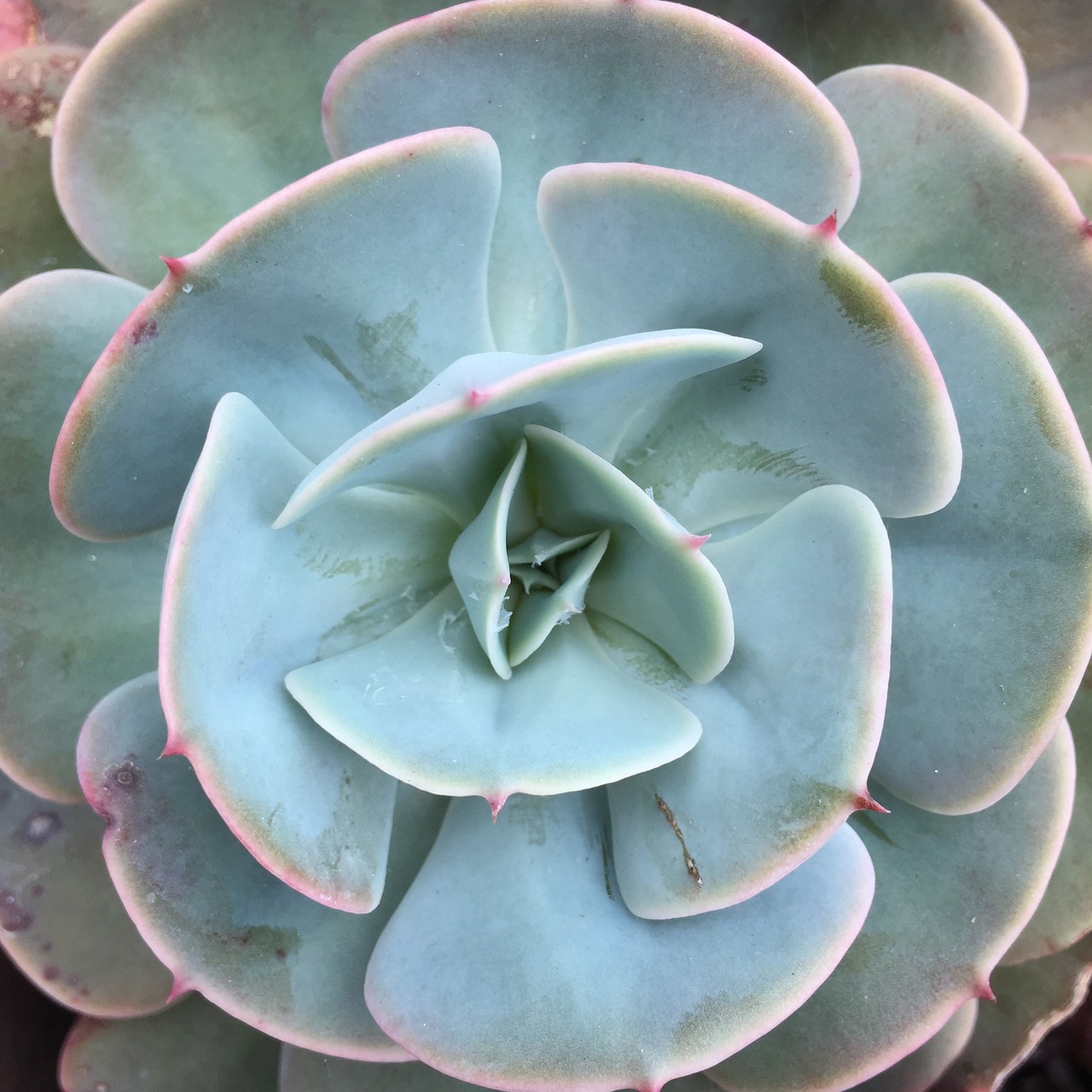 succulent plant nature free photo