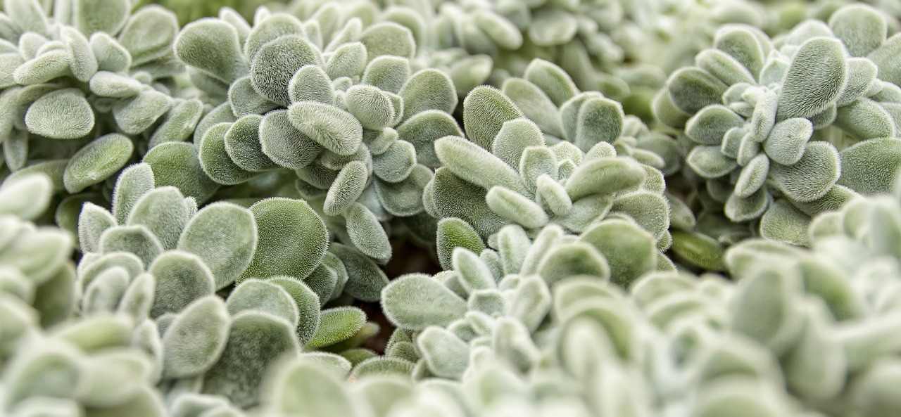 succulent hairs silver grey free photo