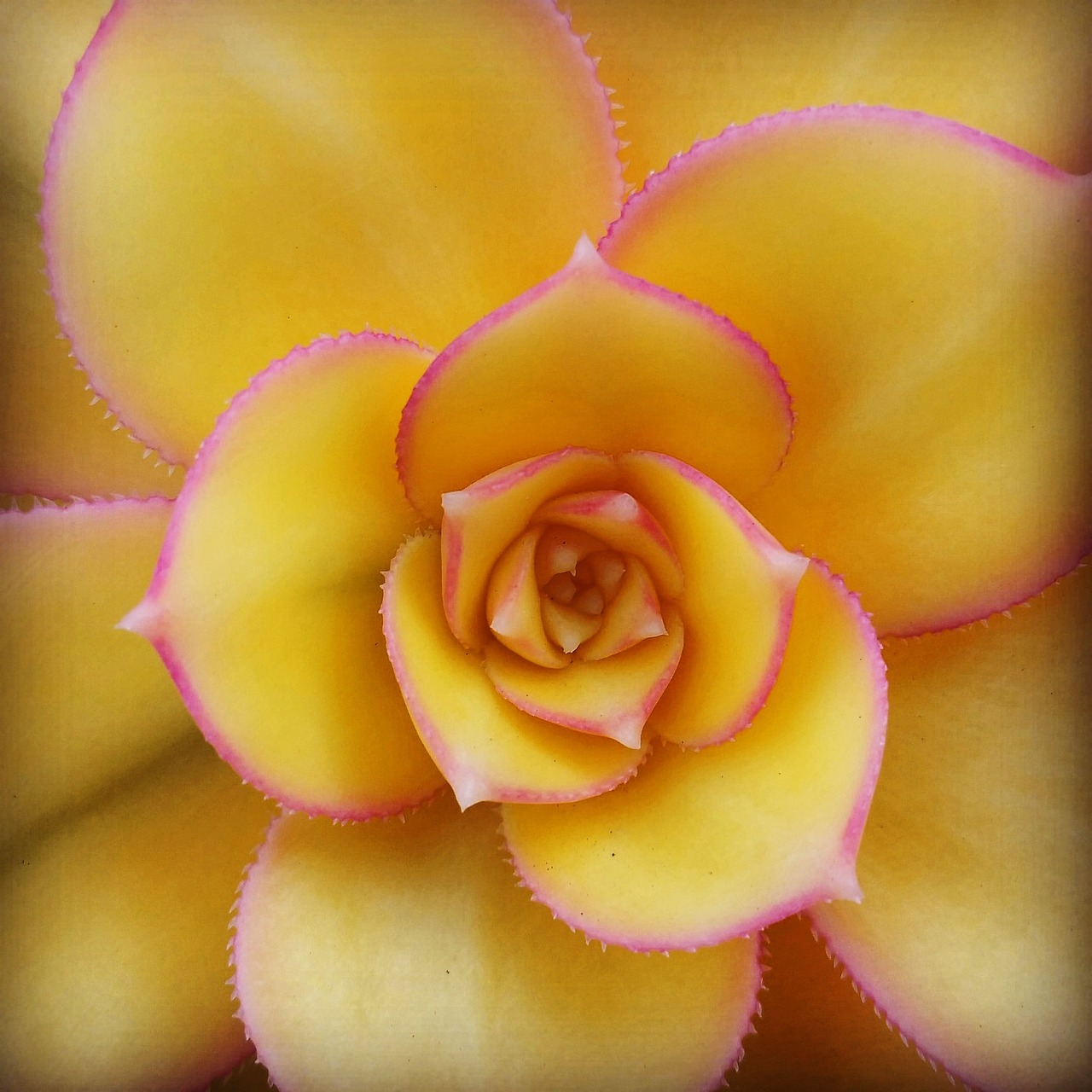 succulent flora yellow free photo