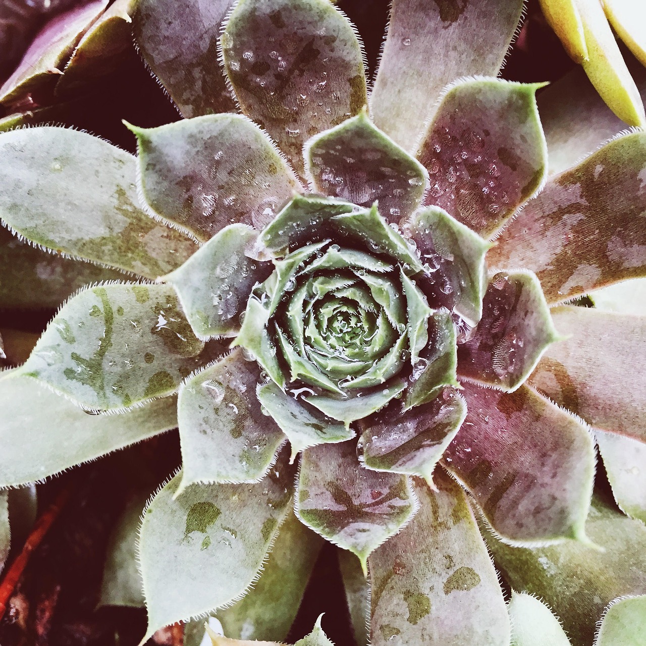 succulent flower art free photo