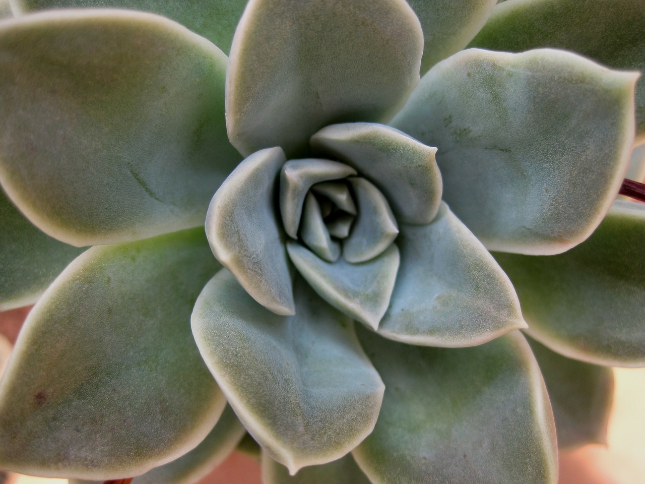 succulent rose thick free photo
