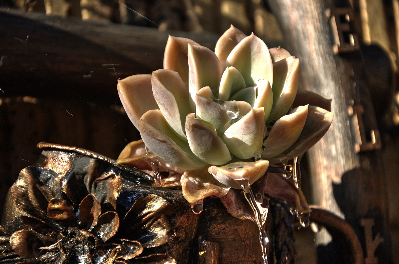 succulent flower hardy free photo