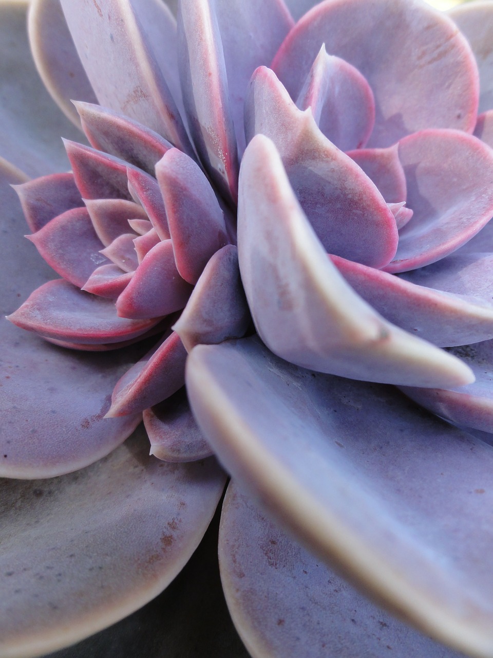 succulent garden plant free photo